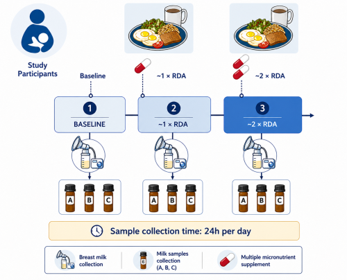 Graphic: study timeline with baseline and +1/+2 RDA stages, urine vials and stool samples collected